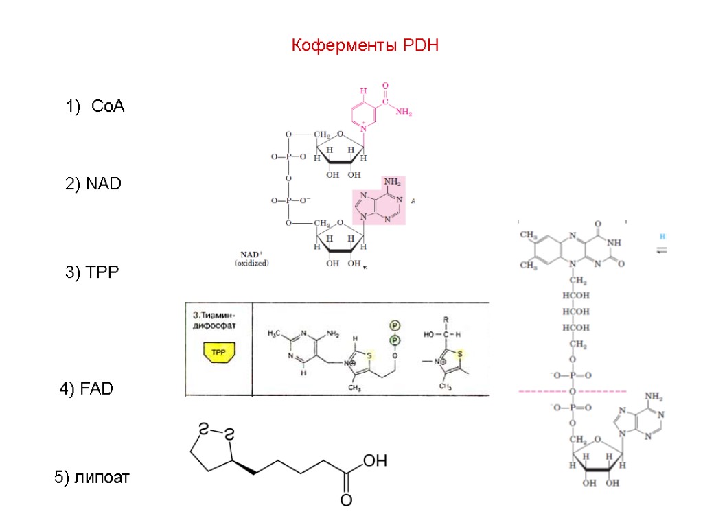 Коферменты PDH CoA 2) NAD 3) TPP 4) FAD 5) липоат